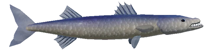 Barracuda