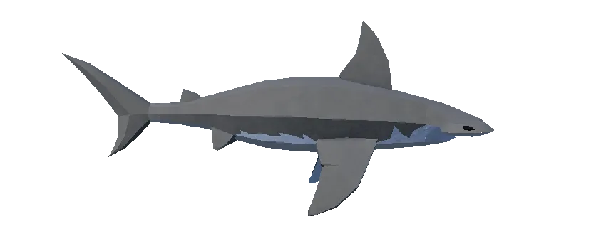 Hammer Shark
