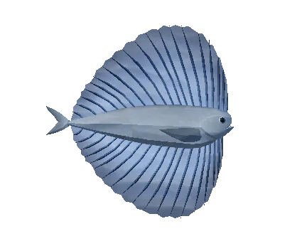 Pacific Fanfish