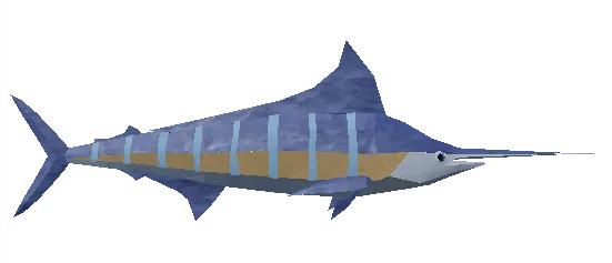 Sailfish